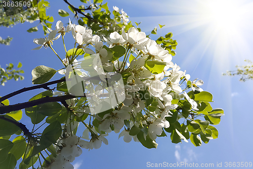 Image of Branch of a spring tree with beautiful white flowers