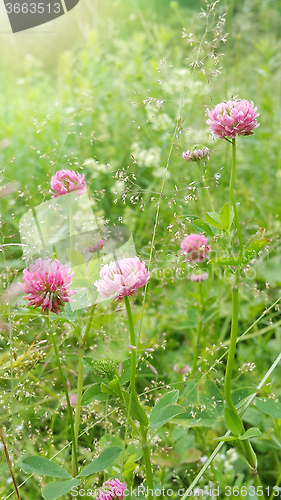 Image of Sunny clover flowers