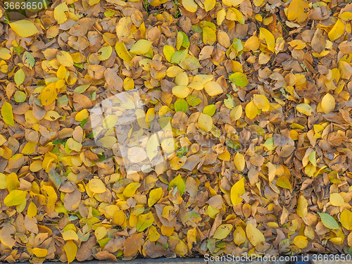 Image of Autumn leaves background
