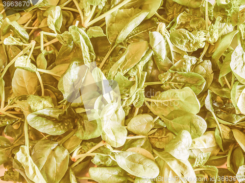 Image of Retro looking Spinach leaves