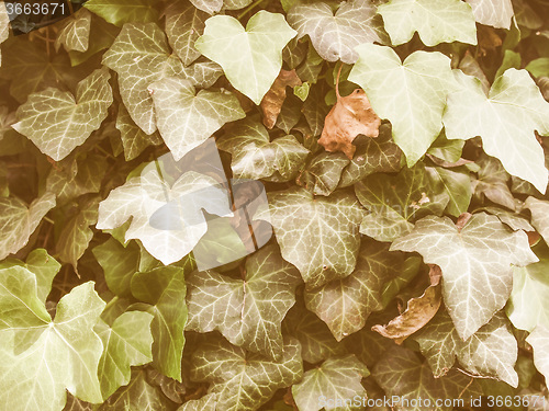 Image of Retro looking Ivy leaves