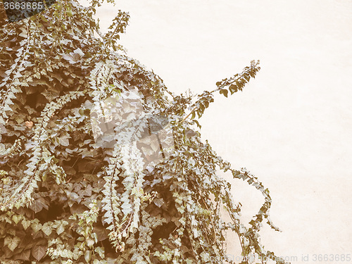 Image of Retro looking Ivy leaves background