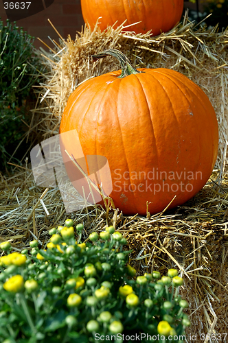 Image of Fall Pumpkins