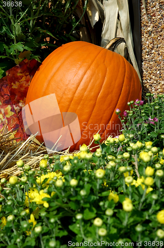 Image of Fall Pumpkins