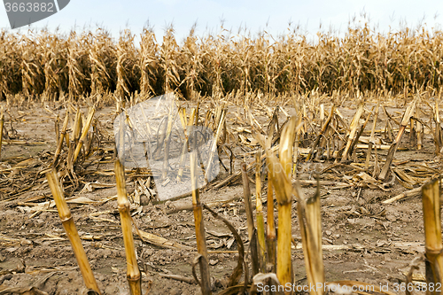 Image of mature corn  autumn