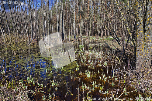 Image of swamp spring . close-up  