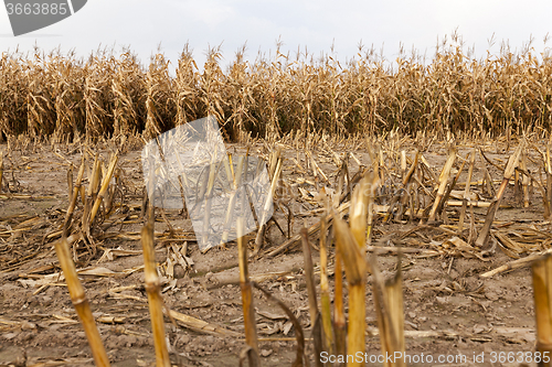 Image of agricultural field with corn  