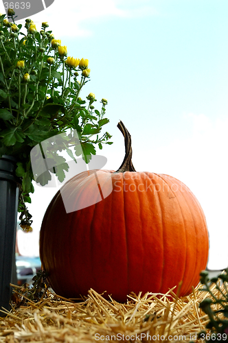 Image of Fall Pumpkin