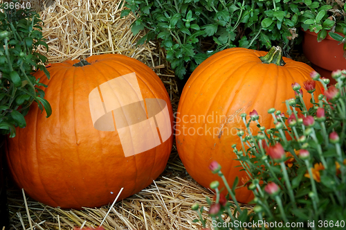 Image of Fall Pumpkins