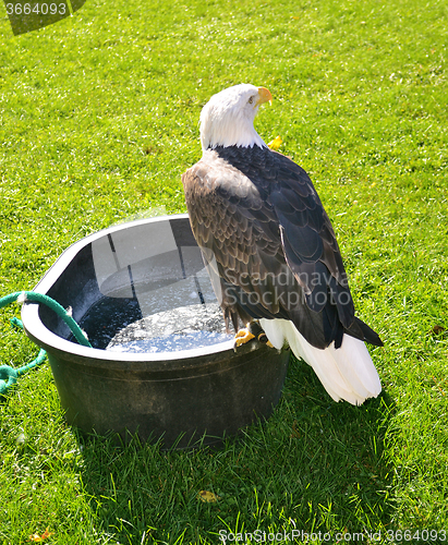 Image of A bald eagle sitting.