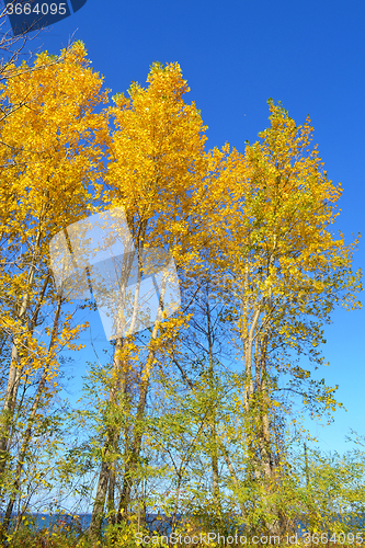 Image of Beautiful yellow leafs on trees.