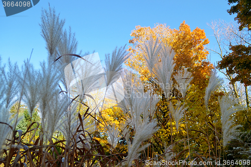 Image of Tall grass and yellow leafs.