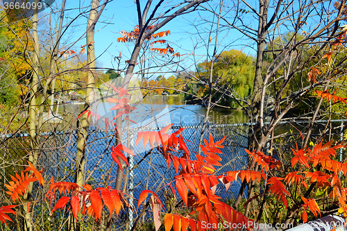 Image of Small lake with red leafs in foreground.