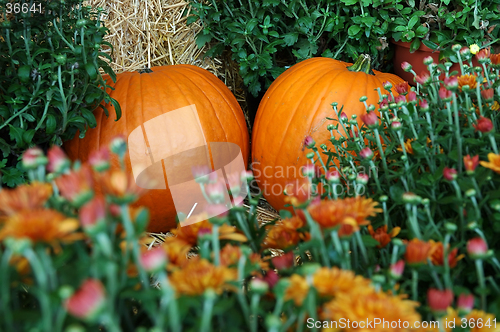 Image of Fall Pumpkins