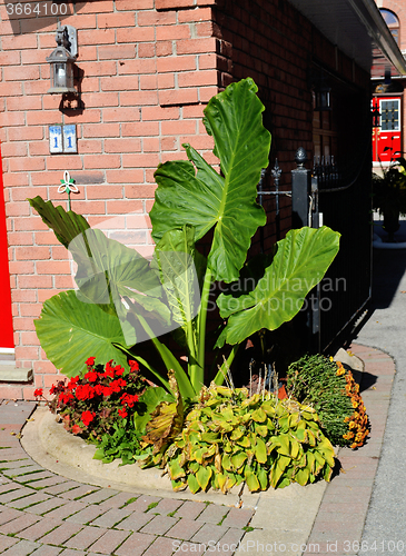 Image of A plant with very big green leafs.