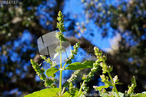 Image of detail of patchouly flowers