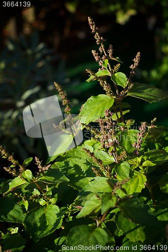 Image of patchouli plant with flowers