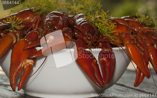 Image of crayfish