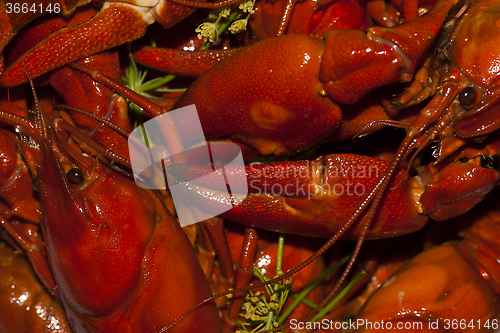 Image of red crayfish