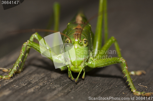 Image of bush cricket