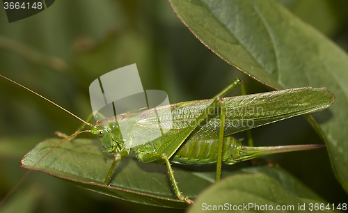 Image of bush cricket