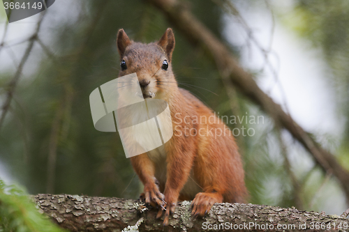 Image of red squirrel