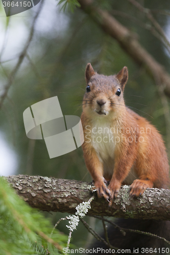 Image of red squirrel