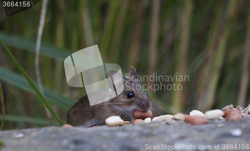 Image of garden mouse