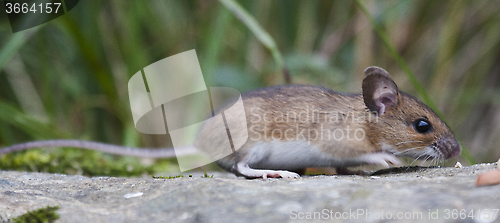 Image of feeding mouse