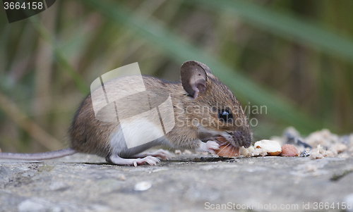 Image of eating field mouse