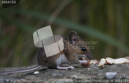 Image of eating peanuts