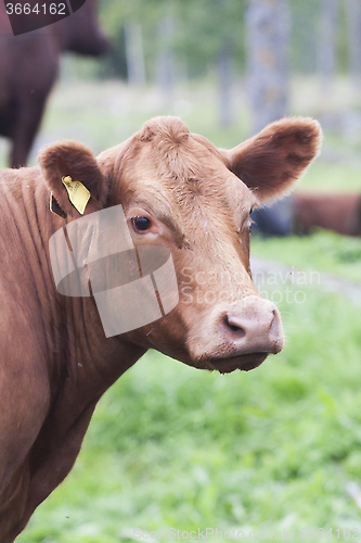 Image of cow