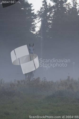 Image of grey horse in mist