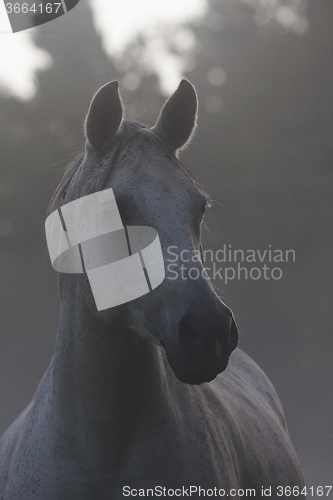Image of grey horse