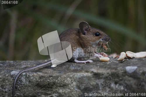 Image of wood mouse