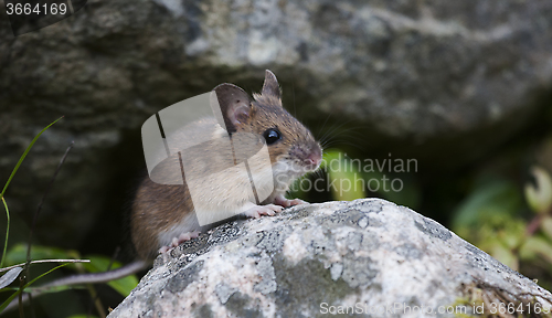 Image of garden mouse