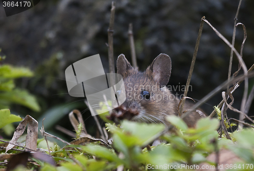 Image of wood mouse