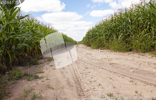 Image of road in a field 