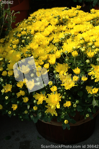 Image of Yellow Mums