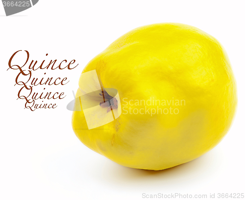 Image of Perfect Ripe Quince