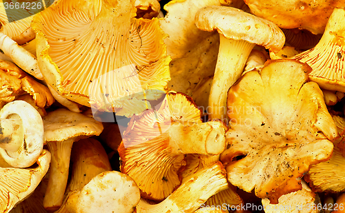 Image of Golden Chanterelles Background