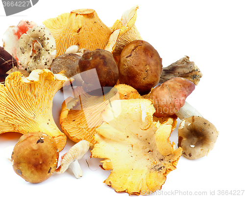 Image of Raw Forest Mushrooms