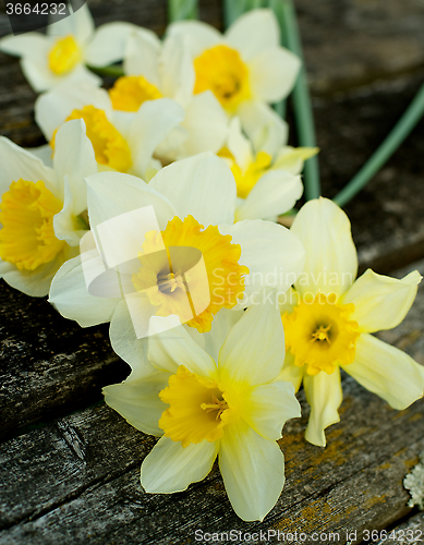 Image of Spring Yellow Daffodils