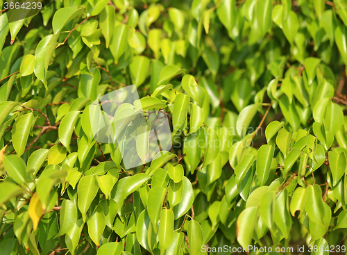 Image of Beautiful green leaves 