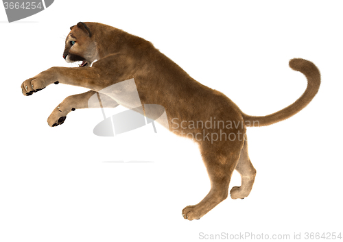 Image of Big Cat Puma