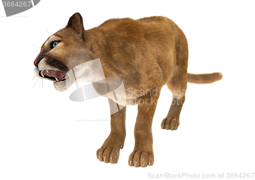 Image of Big Cat Puma