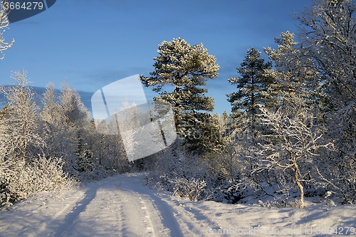 Image of Winter road