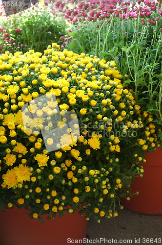 Image of Yellow Mums