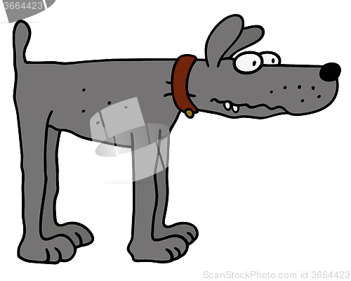 Image of Funny gray dog