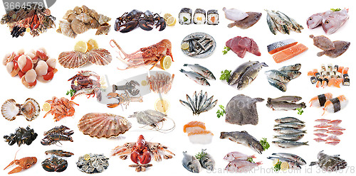 Image of seafood fishs and shellfish